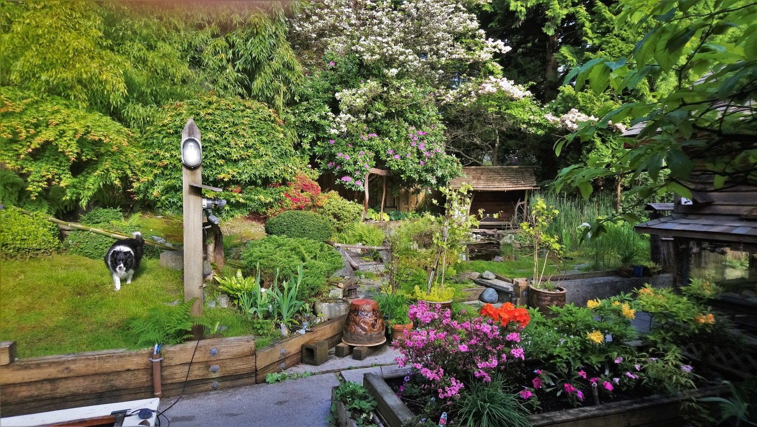 Ken's backyard garden with many shrubs and a koi fish pond.